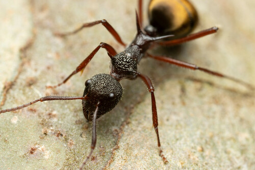 How to identify Dolichoderus extensispinus Forel, 1915