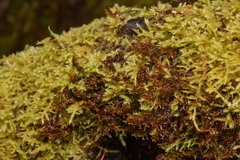 Frullania nisquallensis