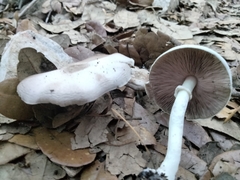 Agaricus