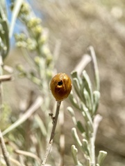 Rhopalomyia obovata