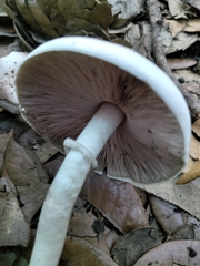 Agaricus