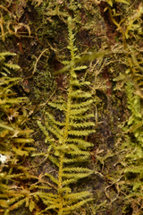 Claopodium