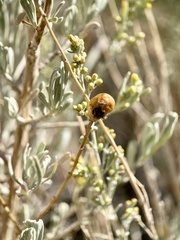 Rhopalomyia obovata