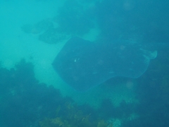 Bathytoshia brevicaudata