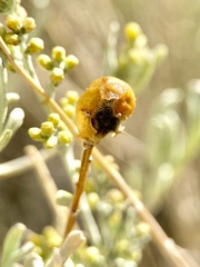 Rhopalomyia obovata