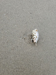 Emerita analoga
