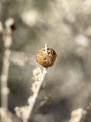 Rhopalomyia obovata