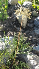 Angelica lineariloba