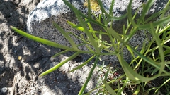 Angelica lineariloba