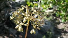 Angelica lineariloba