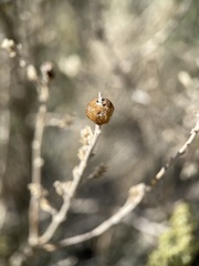 Rhopalomyia obovata