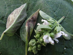Peronospora belbahrii