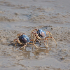 Mictyris longicarpus