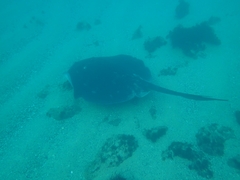 Bathytoshia brevicaudata