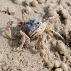 Mictyris longicarpus