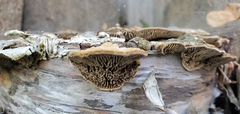 Trametes betulina