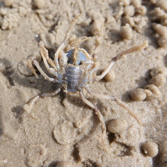 Mictyris longicarpus