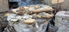 Trametes betulina