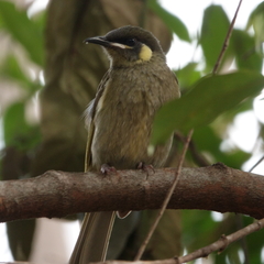 Meliphaga lewinii