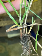 Fimbristylis dichotoma