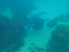 Bathytoshia brevicaudata