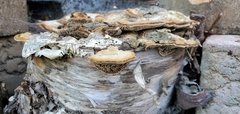 Trametes betulina