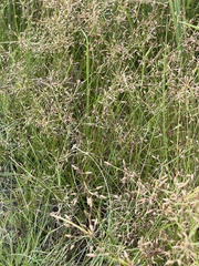 Fimbristylis dichotoma