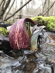 Symplocarpus foetidus