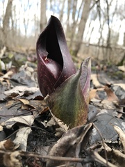 Symplocarpus foetidus