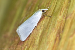 Urola nivalis