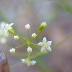 Platysace linearifolia