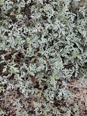 Ambrosia chamissonis