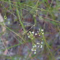 Platysace linearifolia