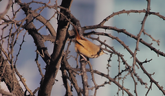 Troglodytes aedon chilensis