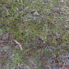 Platysace linearifolia