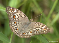 Junonia atlites atlites