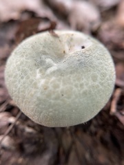 Russula parvovirescens