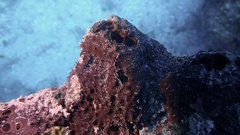 Smenospongia conulosa