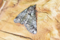 Paectes abrostolella