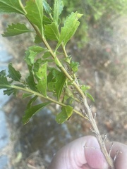 Gnorimoschema baccharisella