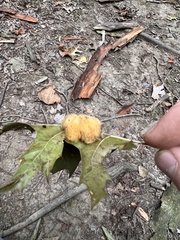 Callirhytis infuscata