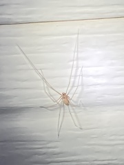 Leiobunum ventricosum