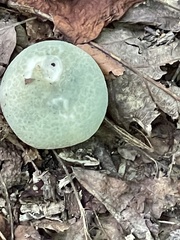 Russula parvovirescens