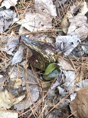 Symplocarpus foetidus