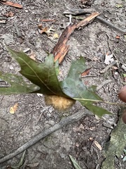 Callirhytis infuscata