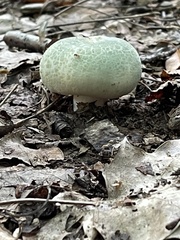Russula parvovirescens