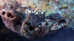 Smenospongia conulosa