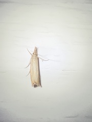 Agriphila straminella