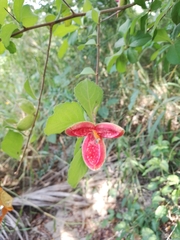 Casearia yucatanensis