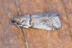 Acrobasis comptella